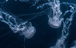 Read more about the article Deep down in the water