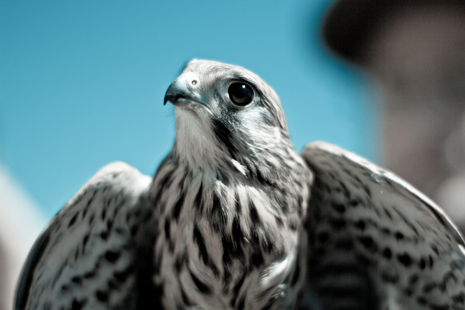 Read more about the article We encountered an actual bird paradise