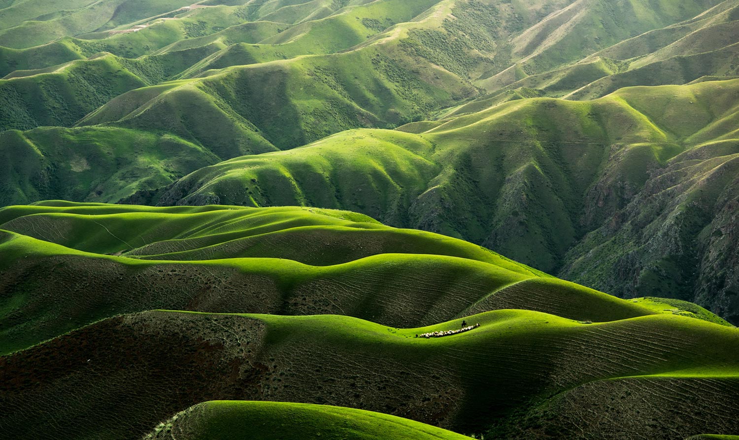 Read more about the article The endless green layers