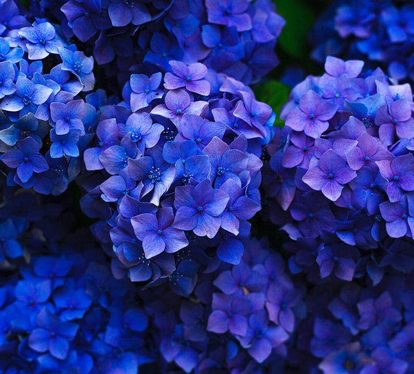 Read more about the article Roses are red but are violets are blue?