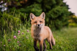 Read more about the article Surprising fox attributes